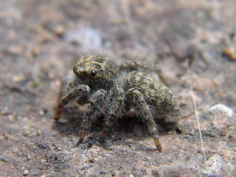 Salticidae - Philaeus chrysops